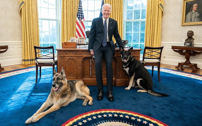 Vì cắn người, hai chú chó của Tổng thống Biden là Major và Champ, đã bị gửi về quê nhà ở Deleware sau thời gian ngắn chuyển vào Nhà Trắng. Ảnh: Reuters