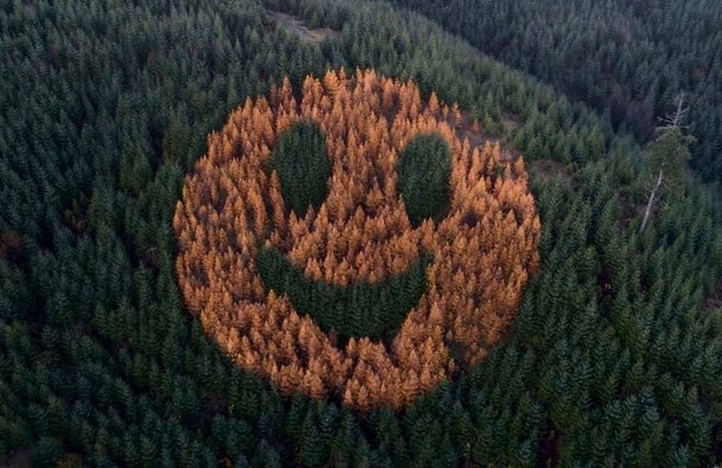 Mặt cười khổng lồ từ cây xanh xuất hiện trên sườn đồi - Ảnh 1.