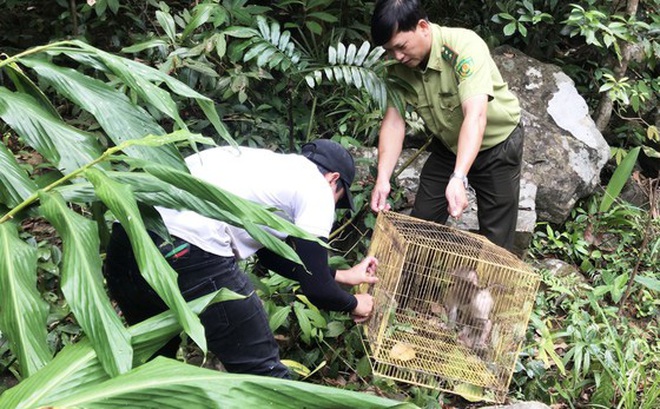 Lực lượng chức năng thả 3 cá thể động vật quý hiểm vào sâu trong rừng tự nhiên. Ảnh P.T