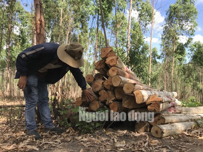 Vụ lâm tặc chúa nuôi lâm tặc con: Hết nạc vạc tới xương! - Ảnh 1.