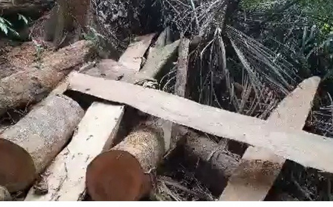 Cây bị lâm tặc đốn hạ, đưa gỗ ra khỏi rừng phòng hộ đầu nguồn sông Bến Hải