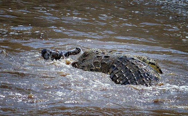 Mẹ ném con 2 tuổi xuống sông đầy cá sấu ở Zimbabwe. Ảnh minh hoạ