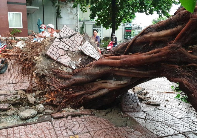 Hàng loạt cây xanh bật gốc, chắn ngang đường trong cơn mưa rạng sáng ở TPHCM - Ảnh 1.