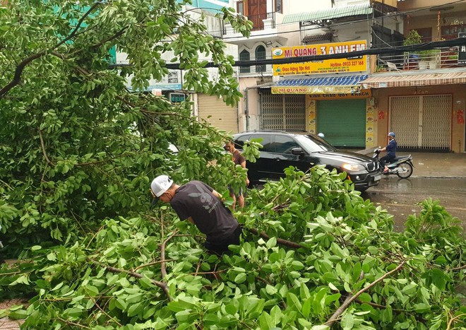 Hàng loạt cây xanh bật gốc, chắn ngang đường trong cơn mưa rạng sáng ở TPHCM - Ảnh 2.