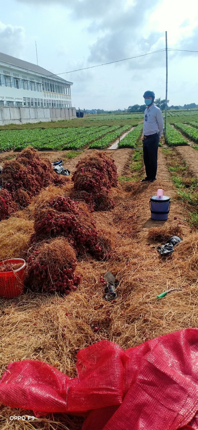 Hành tím Vĩnh Châu lại tồn đọng 50.000 tấn sau 6 năm “giải cứu” - Ảnh 2.