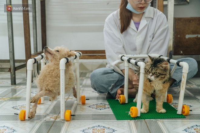 Bên trong phòng khám chữa bệnh, châm cứu miễn phí cho chó mèo ở Hà Nội: Ngoan, bà thương... - Ảnh 12.