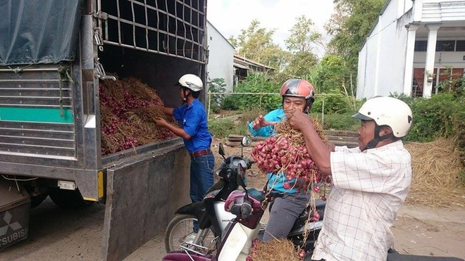 Hành tím Vĩnh Châu lại tồn đọng 50.000 tấn sau 6 năm “giải cứu” - Ảnh 14.