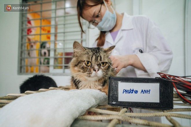 Bên trong phòng khám chữa bệnh, châm cứu miễn phí cho chó mèo ở Hà Nội: Ngoan, bà thương... - Ảnh 22.