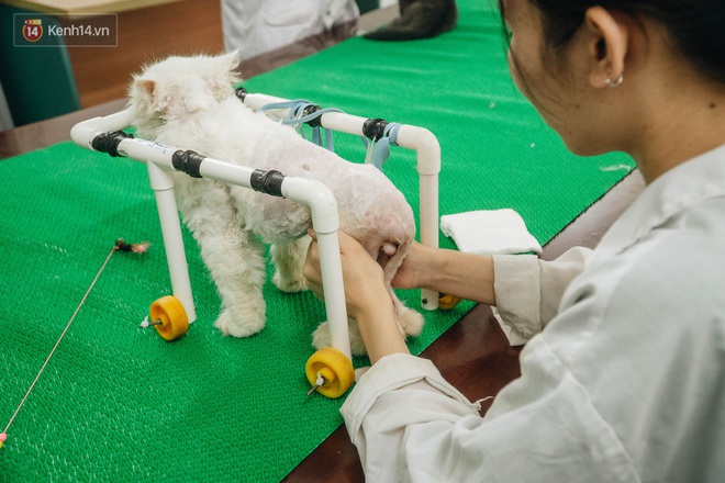 Bên trong phòng khám chữa bệnh, châm cứu miễn phí cho chó mèo ở Hà Nội: Ngoan, bà thương... - Ảnh 6.