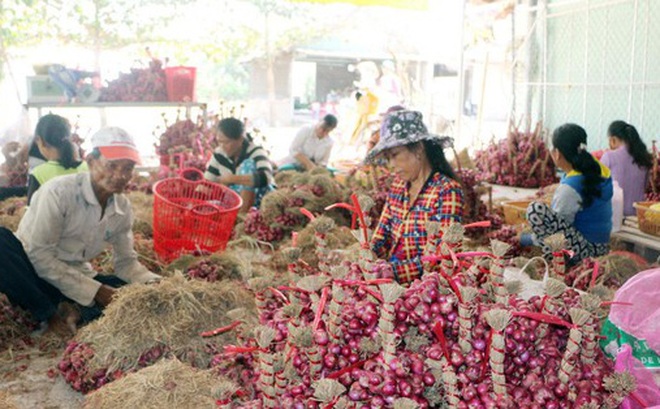 Hành tím Vĩnh Châu hiện đang tồn hơn 51.000 tấn chưa thể tiêu thụ được.