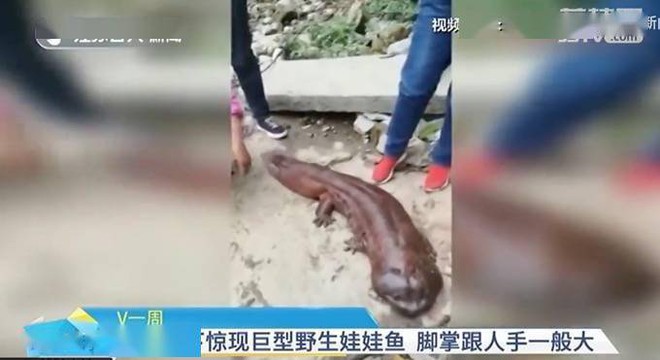 Đi làm về vô tình nhìn thấy 1 con vật dị dạng trên kênh nước, người đàn ông lập tức gọi điện ngay cho cảnh sát - Ảnh 2.