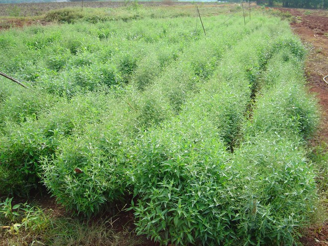 Loại ᴛʜảo dược Thái Lan khẳng định chữa được Covid-19: Việt Nam cũng trồng nhiều - Ảnh 1. Loại ᴛʜảo dược Thái Lan khẳng định chữa được Covid-19: Việt Nam cũng trồng nhiều - Ảnh 1.