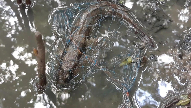 Xuyên rừng săn loài cá kỳ lạ biết leo cây ở Cà Mau - Ảnh 4.