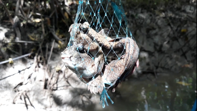 Xuyên rừng săn loài cá kỳ lạ biết leo cây ở Cà Mau - Ảnh 7.