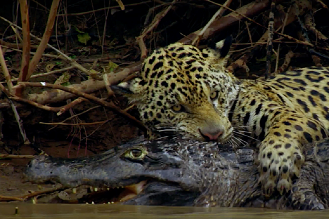 Báo đốm và cá sấu: Những màn kịch chiến một mất một còn - Ảnh 2.