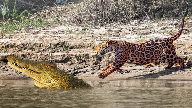Báo đốm và cá sấu: Những màn kịch chiến một mất một còn - Ảnh 1.