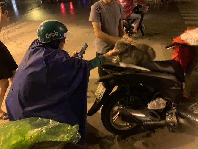 Đang chở khách thấy chú mèo quá khác lạ, tài xế công nghệ liền quay lại và đưa ra đề nghị khiến tất cả rụng tim - Ảnh 3. Đang chở khách thấy chú mèo quá khác lạ, tài xế công nghệ liền quay lại và đưa ra đề nghị khiến tất cả rụng tim - Ảnh 3.