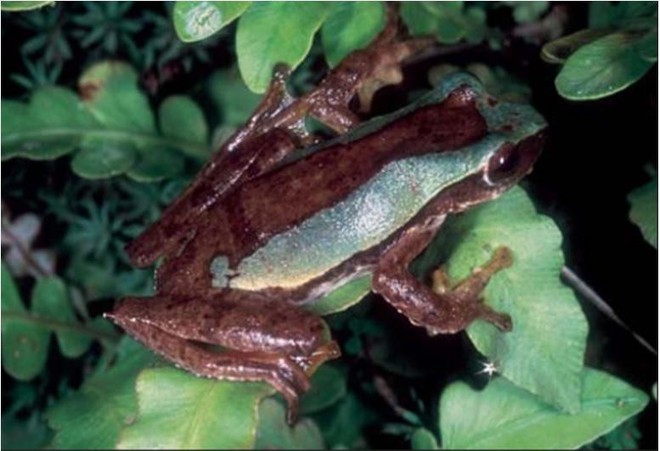 Phát hiện 3 loài ếch mới siêu đẹp ở Việt Nam - Ảnh 1.