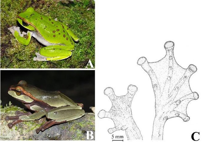 Phát hiện 3 loài ếch mới siêu đẹp ở Việt Nam - Ảnh 2.