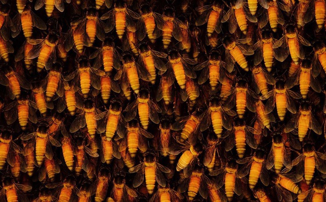 Loài ong mật lớn nhất thế giới: Apis dorsata laboriosa. Ảnh: BT