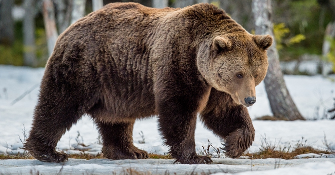 Hổ Siberia kịch chiến gấu xám Bắc Mỹ, con nào sẽ ăn thịt được đối thủ? - Ảnh 2.