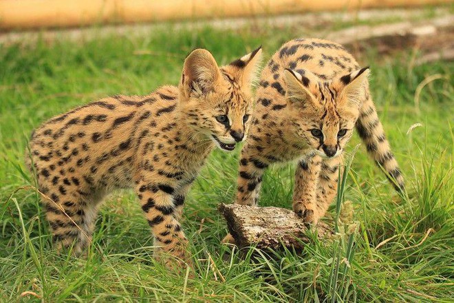 1001 thắc mắc: Loài mèo nào chạy nhanh chỉ sau báo cheetah? - Ảnh 1.