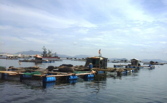 Vụng Ngọc, xã Nghi Sơn, thị xã Nghi Sơn (Thanh Hóa) - nơi nuôi cá lồng tập trung nhiều nhất tỉnh Thanh Hóa