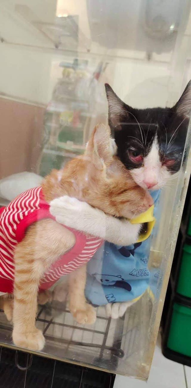 Hình Ảnh 2 Chú Mèo Hoang Bị Viêm Mắt Ôm Nhau Trong Phòng Khám Khiến Ai Ai  Cũng Cảm Động