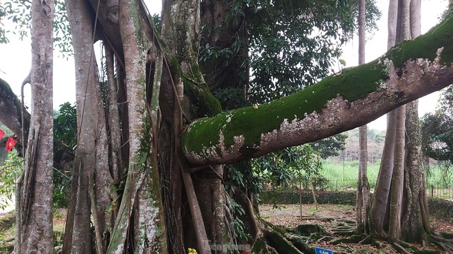  Chiêm ngưỡng cây đa Thần Rùa khổng lồ ở Hà Nội  - Ảnh 8.