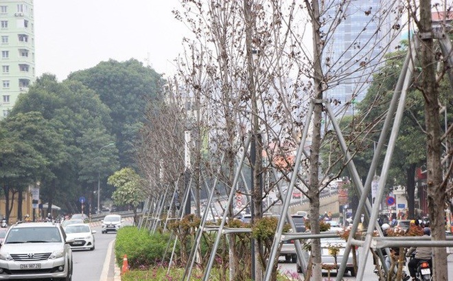 Hà Nội: Trồng cây bàng lá nhỏ thay toàn bộ cây phong lá đỏ trên đường Nguyễn Chí Thanh - Trần Duy Hưng Hà Nội: Trồng cây bàng lá nhỏ thay toàn bộ cây phong lá đỏ trên đường Nguyễn Chí Thanh - Trần Duy Hưng