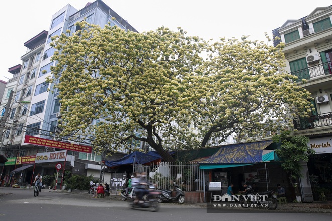 Báu vật 300 năm tuổi ở ngôi làng này bung nở vàng óng cả một góc trời - Ảnh 1.