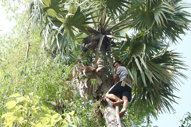 Lý do người dân vùng Bảy Núi bán cây thốt nốt đặc sản cho thương lái - Ảnh 3.