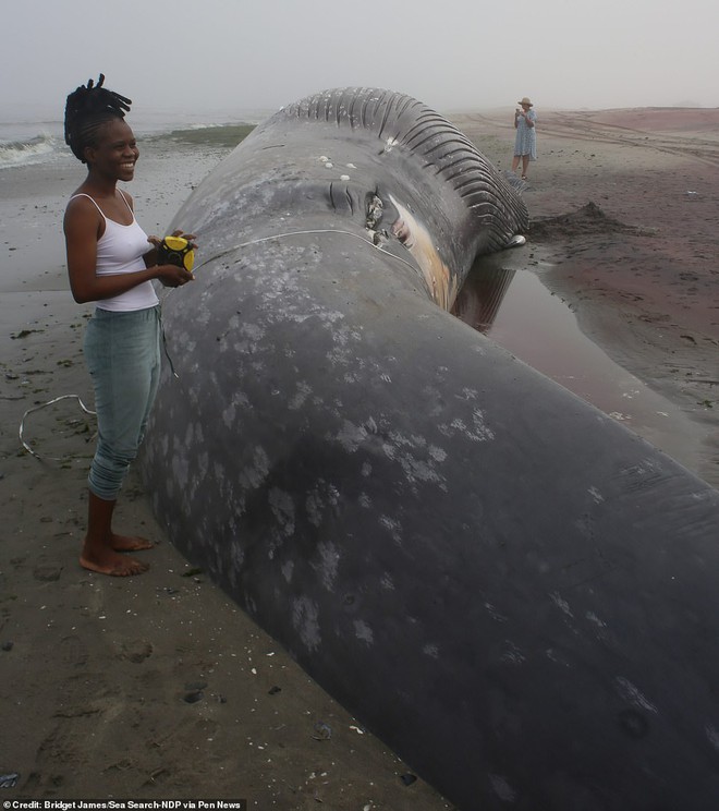 Cận cảnh xác cá voi xanh dài 18m lần đầu trôi dạt bờ biển châu Phi, cách xa nhà 8.000km - Ảnh 4.