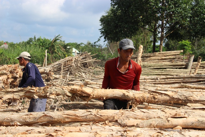 Khu chợ tràm bán đắt hàng như tôm tươi ở Cà Mau - Ảnh 9.