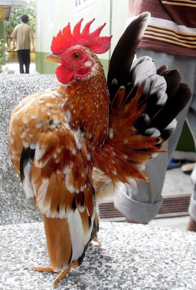 Điểm đặc biệt của giống gà tí hon có giá bán tới 37 triệu đồng/con - Ảnh 4.