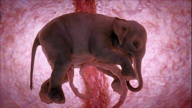 Bộ ảnh rõ từng chân tơ về các loài vật trong bào thai: Bạn có thể nhìn hình đoán xem đây là sinh vật gì? - Ảnh 10.