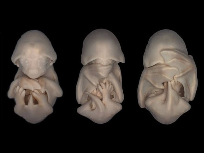 Bộ ảnh rõ từng chân tơ về các loài vật trong bào thai: Bạn có thể nhìn hình đoán xem đây là sinh vật gì? - Ảnh 4.