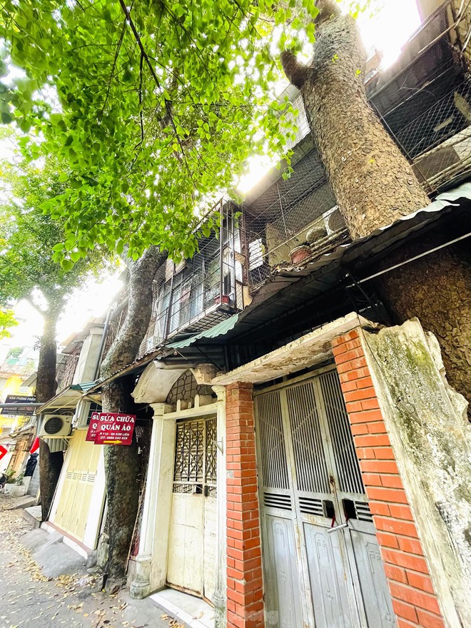 Kỳ lạ cây mọc xuyên thủng nhiều căn nhà trong khu tập thể 60 tuổi ở Hà Nội - Ảnh 1.