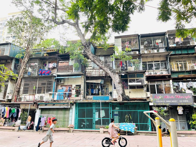 Kỳ lạ cây mọc xuyên thủng nhiều căn nhà trong khu tập thể 60 tuổi ở Hà Nội - Ảnh 2.