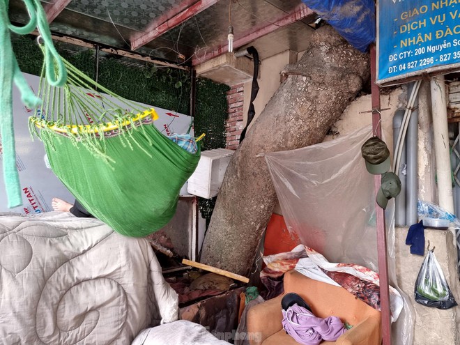 Kỳ lạ cây mọc xuyên thủng nhiều căn nhà trong khu tập thể 60 tuổi ở Hà Nội - Ảnh 3.