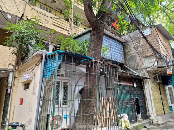 Kỳ lạ cây mọc xuyên thủng nhiều căn nhà trong khu tập thể 60 tuổi ở Hà Nội - Ảnh 6.