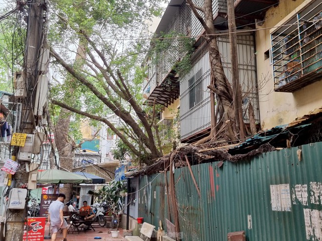 Kỳ lạ cây mọc xuyên thủng nhiều căn nhà trong khu tập thể 60 tuổi ở Hà Nội - Ảnh 7.