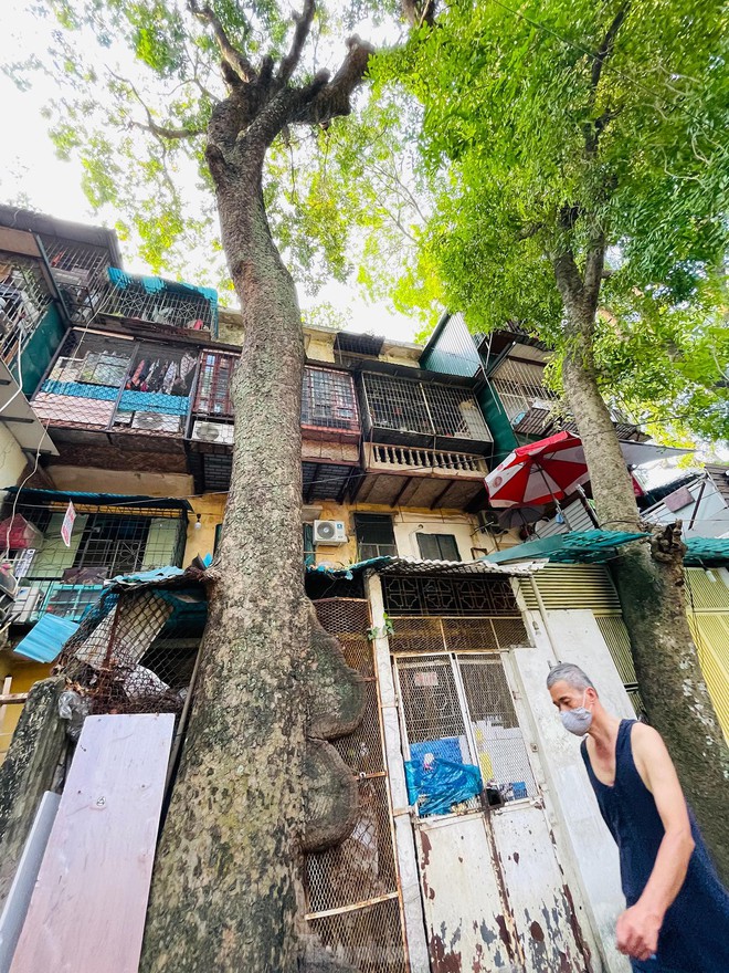 Kỳ lạ cây mọc xuyên thủng nhiều căn nhà trong khu tập thể 60 tuổi ở Hà Nội - Ảnh 8.
