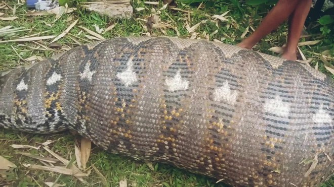 Indonesia: Nghi trăn khổng lồ dài 7 mét nuốt người, lôi ra mổ bụng kiểm tra - Ảnh 3.