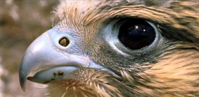 1001 thắc mắc: Loài chim nào tinh mắt nhất thế gian, có thể bay 322km/giờ? - Ảnh 2.