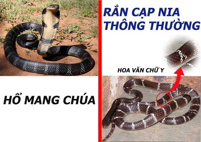 Hổ mang chúa bị cạp nong ăn thịt ngay trên đường phố, thực hư ra sao? - Ảnh 2.