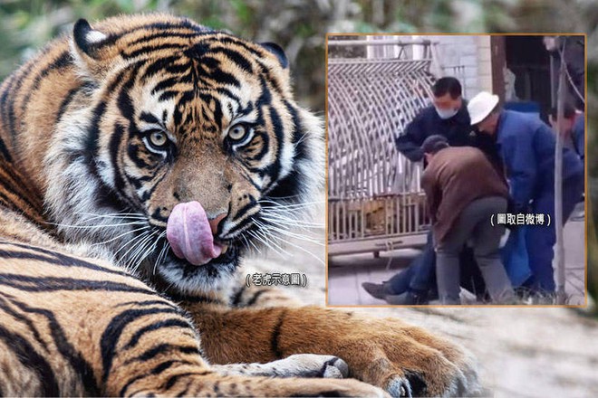 Chủ quan vào chuồng hổ Siberia, người trông coi vườn thú bị vồ chết - Ảnh 1.