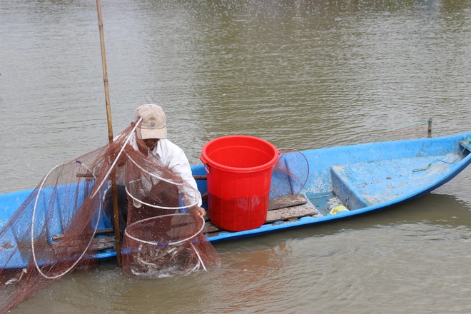 Đặt lú đuôi chuột bắt hàng chục kg cá kèo ở Cà Mau - Ảnh 1.