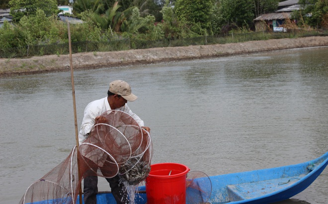 Nông dân đặt lú "đuôi chuột" bắt hàng chục kg cá kèo bán cho thương lái