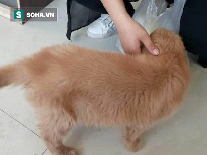 Bỏ hơn 3 triệu đồng ra mua chú chó lông vàng về nuôi, được 1 tháng, người đàn ông tá hỏa phát hiện sự bất thường trên cơ thể con vật - Ảnh 2.